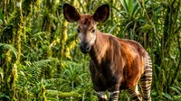 Okapi standing in lush tropical rainforest vegetation with dappled sunlight filtering through dense green foliage creating natural wildlife habitat scene.