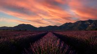Lavender field rows stretching toward mountains under dramatic pink and orange sunset sky. Agricultural landscape with purple flowers in bloom during golden hour.