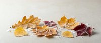 Colorful autumn leaves scattered on neutral background showcasing seasonal foliage in warm orange, yellow and burgundy tones for fall decorating projects.
