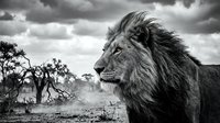 Majestic male lion in profile against dramatic cloudy sky in African savanna landscape, black and white wildlife photography for nature and conservation themes.