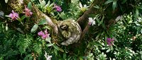 Young owl chick nestled among lush green ferns and pink wildflowers in natural forest habitat. Wildlife photography showcasing baby bird in woodland setting.
