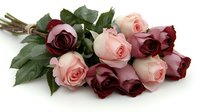 Fresh bouquet of pink and burgundy roses with green leaves lying on white surface, romantic floral arrangement for special occasions and celebrations.