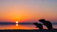 Silhouettes of two rats on ground against stunning sunset sky with sun reflection on water creating romantic peaceful evening scene.