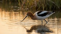 American Avocet wading bird with distinctive upturned bill foraging in shallow golden water during sunset creating ripples and reflections in wetland habitat.