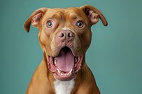 Happy brown pit bull terrier with wide smile and expressive eyes against turquoise background, studio portrait showing friendly and playful personality of companion dog.