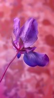 Delicate purple sweet pea flower with visible veins on petals against soft pink bokeh background, macro photography showing intricate botanical details.