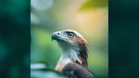 Majestic Philippine eagle head portrait against blurred green forest background, showcasing distinctive brown and white feathers and piercing blue eyes.