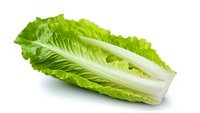 Fresh romaine lettuce heart with crisp green leaves isolated on white background, ready for salad preparation and food photography use.