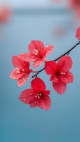 Fresh red blossoms with water drops on petals against soft blue background, creating serene natural composition for wellness and spa designs.