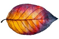 Vibrant autumn cherry leaf with detailed veins and gradient colors from deep purple to bright orange and yellow, isolated on white background for seasonal designs.
