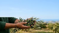 Farmer's hands holding fresh olives with olive tree branches in Mediterranean orchard during harvest season, suitable for agriculture and food industry marketing.