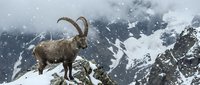 Wild alpine ibex with curved horns standing on rocky mountain cliff during snowfall in dramatic winter landscape for wildlife and nature content.