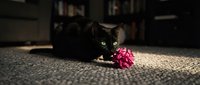 Black cat playing with pink toy ball on carpet in cozy home interior with warm sunlight streaming through window creating peaceful domestic pet scene.