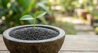 Young green plant seedling growing from black seeds in rustic stone bowl on wooden surface with natural garden bokeh background for growth concepts.