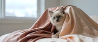 Adorable ragdoll kitten with blue eyes peeking out from soft peach blanket on bed in bright bedroom interior for cozy home decor and pet care concepts.