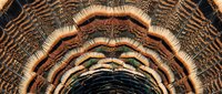 Symmetrical tunnel of layered organic rings in warm earth tones and black, creating a mesmerizing abstract vortex effect suitable for backgrounds and digital design projects.