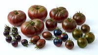 Assortment of heirloom tomatoes in various sizes and colors from large beefsteak to small cherry varieties isolated on white background for culinary design.