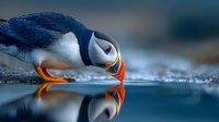 Atlantic puffin drinking water with perfect reflection on calm surface. Seabird with colorful beak feeding near ocean shore during summer breeding season.