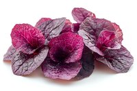 Magenta and purple dried flowers with delicate veined petals isolated on white background, suitable for floral design, crafts, and botanical artwork projects.