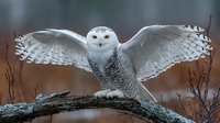 Snowy owl with spread wings perched on branch in winter habitat. Majestic white bird of prey displaying natural hunting behavior in cold season environment.