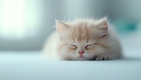 Sleeping white Persian cat with closed eyes resting on light surface, soft focus portrait against blurred turquoise background creates peaceful atmosphere.