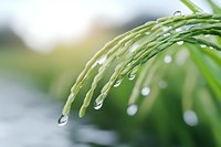 Fresh green palm fronds with crystal clear water drops in morning light, creating natural bokeh effect against soft blurred background. Macro nature photography.