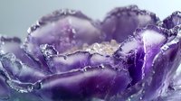 Frosty purple tulip petals with delicate ice crystals in macro view, creating ethereal winter nature art. Frozen flower showcases intricate details and crystalline formations.