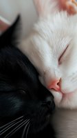 Close-up of black and white cats sleeping together, showing contrast between dark and light fur, whiskers and noses in soft focus macro photography.