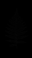 Silhouette fern leaf isolated on transparent background, ready for t-shirt design, clipart, stickers, sublimation and print-on-demand projects.