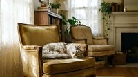 Cozy tabby cat sleeping peacefully on vintage golden velvet armchair in warm sunlit living room with fireplace and plants creating homely atmosphere.