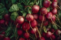 Fresh red radishes with green leaves harvested from organic garden bed ready for healthy cooking and farm-to-table meals.