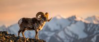 Majestic bighorn sheep ram with curved horns standing on rocky mountain ridge at golden hour sunrise with snow-capped peaks in background.