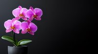 Vibrant magenta orchid plant with multiple blooms and green leaves in dark pot against black background, suitable for floral design and home decor projects.