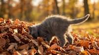 Gray kitten playing in autumn leaves with blurred forest background, suitable for pet, seasonal, and nature-themed designs.
