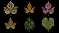 Autumn and spring foliage collection featuring six isolated leaf designs on transparent background. Ready for clipart, t-shirt design, print-on-demand products, stickers, and sublimation projects.