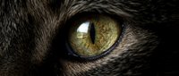 Close-up macro shot of golden yellow cat eye with detailed iris patterns and fur texture surrounding the eye socket for pet photography projects.