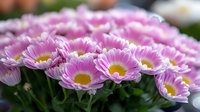 Pink and white daisy-like flowers with yellow centers blooming in garden, macro photography shows delicate petals and natural bokeh background.