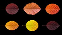 Six colorful autumn leaves in red, orange, yellow and burgundy tones, isolated on transparent background, ready for T-shirts, stickers, and print on demand.