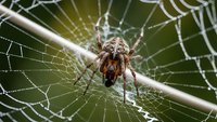 Brown spider sitting in center of intricate web with morning dew drops, natural predator in garden ecosystem for pest control and nature education.