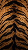 Tiger fur texture with black stripes on orange background for wildlife and animal print designs in fashion and home decor applications.