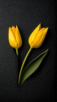 Yellow tulips on black leather background with dramatic lighting and contrast. Elegant floral composition for luxury design and decor.
