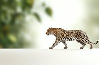 Majestic leopard walking on white surface against blurred green natural background, showcasing spotted coat pattern and graceful movement.