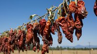 Dried red chili peppers hanging on wooden racks under clear sky, traditional food preservation and agricultural harvest for cooking and spice production.