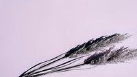 Dried black pampas grass stems and feathery plumes arranged on soft lavender background, suitable for home decor, floral design, and botanical styling projects.