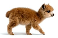 Young brown alpaca cria with fluffy wool coat standing in profile view against white background, isolated studio shot for commercial design and advertising use.