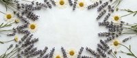 Lavender and chamomile flowers arranged in circular frame on white background. Natural herbal border for spa, aromatherapy and wellness designs.