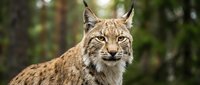 Wild lynx portrait with piercing eyes in natural forest habitat showcasing spotted fur pattern and distinctive ear tufts for wildlife photography.
