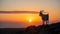 Silhouette of mountain goat standing on rocky cliff against golden sunset sky. Wildlife nature scene with warm orange and yellow horizon colors.
