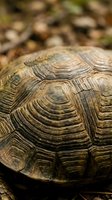 Close-up of weathered turtle shell showing intricate natural growth ring patterns and textured surface detail on forest floor with blurred background.