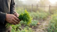 Farmer holding fresh dill herb in hands at vegetable garden field. Organic farming, harvesting produce for cooking and culinary use.